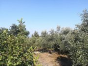 Aspro Kreta, Aspro: Olivenhain mit Meer- und Bergblick auf Kreta zum Verkauf Grundstück kaufen